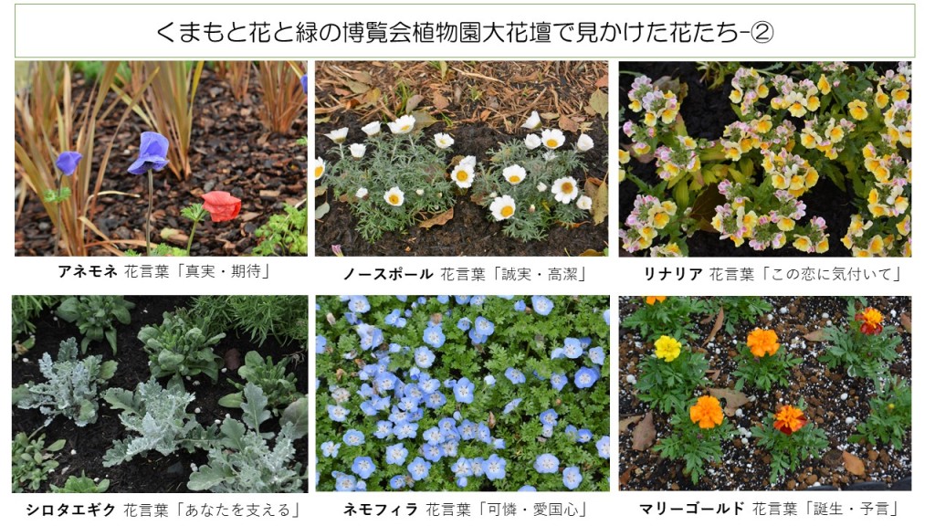 ◇植物園大花壇の花たち ②